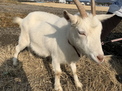 かかし農園（滋賀県竜王町）いちご狩り