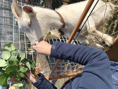 かかし農園（滋賀県竜王町）いちご狩り